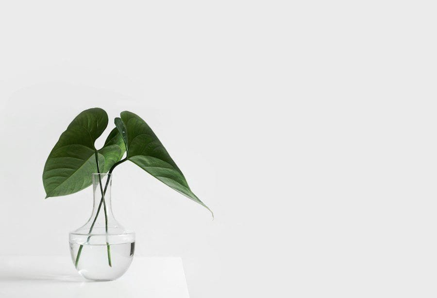 Monstera leaves in a glass vase on a white background.